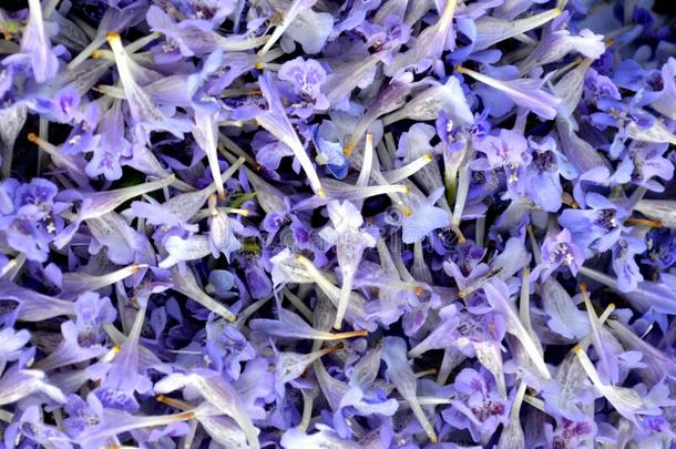 紫色的花关于活血丹属紫锥菊背景