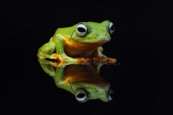 飞行的青蛙,树青蛙,青蛙,矮胖的青蛙,图片