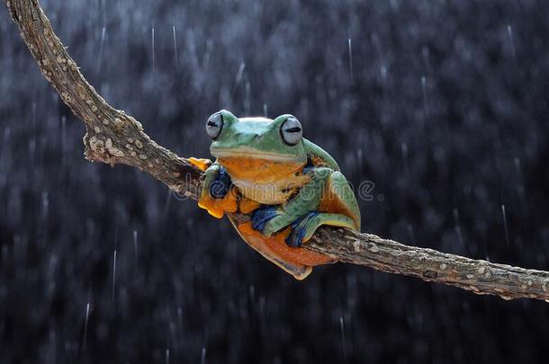 飞行的<strong>青蛙</strong>,树<strong>青蛙</strong>,<strong>青蛙</strong>,矮胖的<strong>青蛙</strong>,