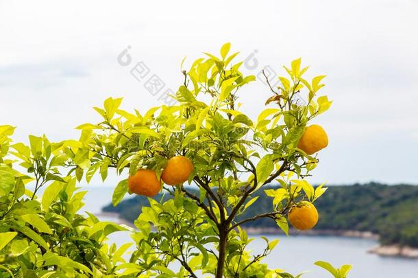 <strong>橙树</strong>采用克罗地亚