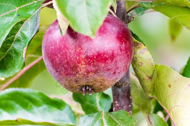 新鲜的成熟的红色的苹果生长的向一苹果树