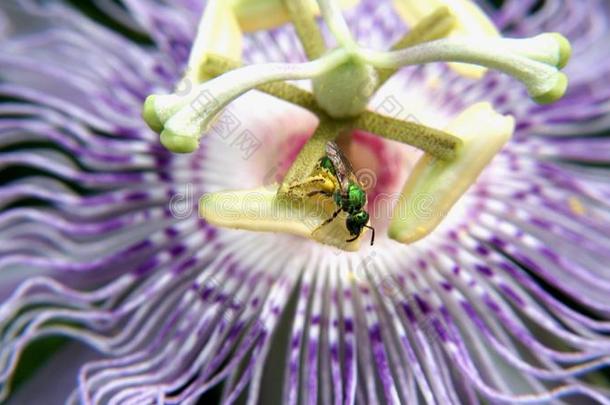 紫色的<strong>激情</strong>花和指已提到的人金属的绿色的蜜蜂