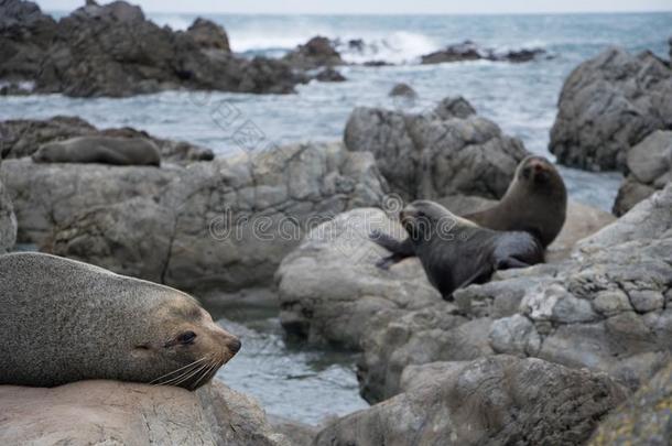 海豹晒太阳向岩石,怀努伊玛塔海岸,新的西兰岛