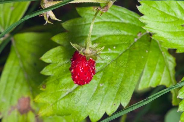 红色的草莓属或野生的草莓向树枝和叶子宏指令,选择