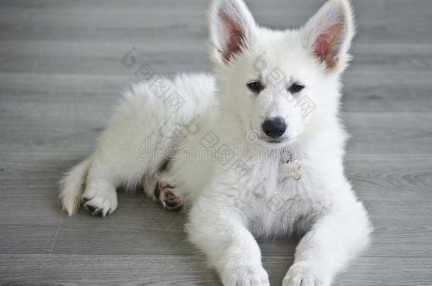来自瑞士的白色的谢泼德Sheppard的变体小狗