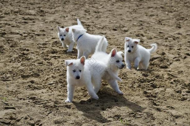 来自瑞士的白色的谢泼德Sheppard的变体puppies小狗