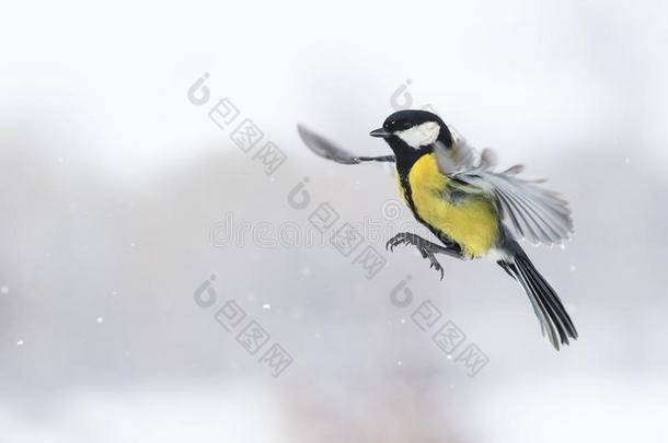 漂亮的鸟飞行的和它的飞行章伸展的<strong>广泛</strong>地经过雪法