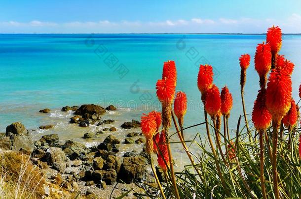 夏背景蓝色海花