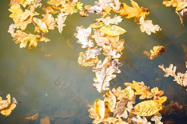 秋枫树树叶向指已提到的人水