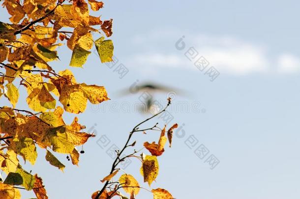 黄色的枫树树叶和变模糊给装上发动机悬挂滑翔机