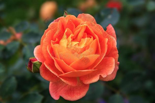 盛开的桔子英语玫瑰采用指已提到的人花园向一和煦的：照到阳光的d一y.玫瑰