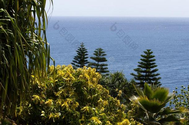 <strong>南洋</strong>杉阿拉努卡纳和棕榈属手掌看法从在上面.绿色的
