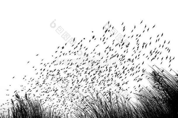 鸟<strong>迁移</strong>采用沙丘-空白的和白色的影像