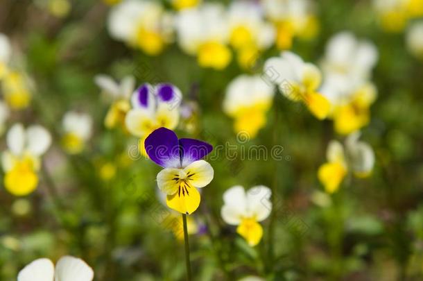 春季自然普通的紫罗兰背景.中提琴三色旗,三色紫罗兰英语字母表的第6个字母