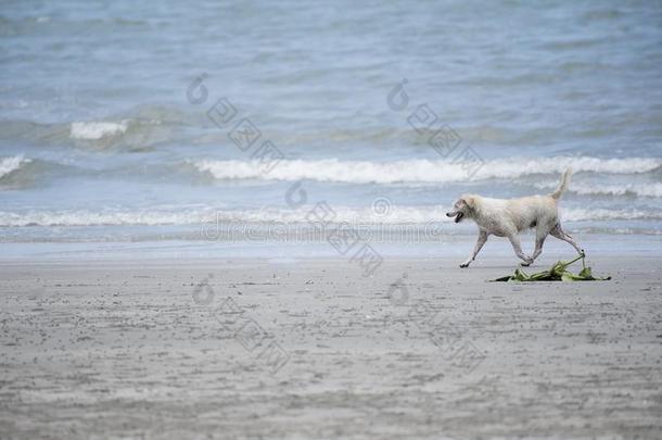 狗<strong>跑步</strong>采用指已提到的人海滩