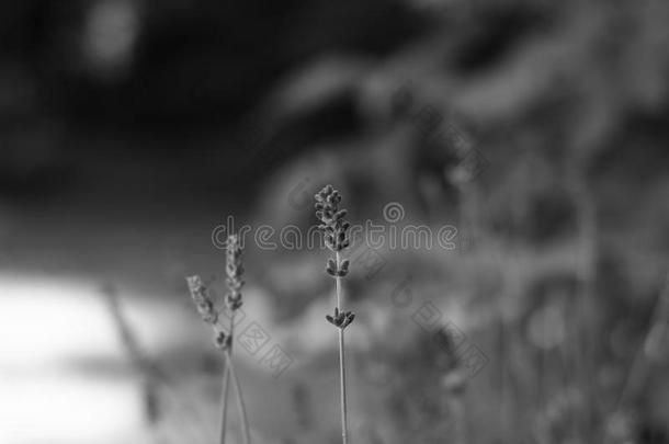 薰衣草,熏衣草花angustifolia,熏衣草花天门冬属