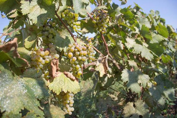 和煦的：照到阳光的束关于白色的葡萄酒葡萄向葡萄园