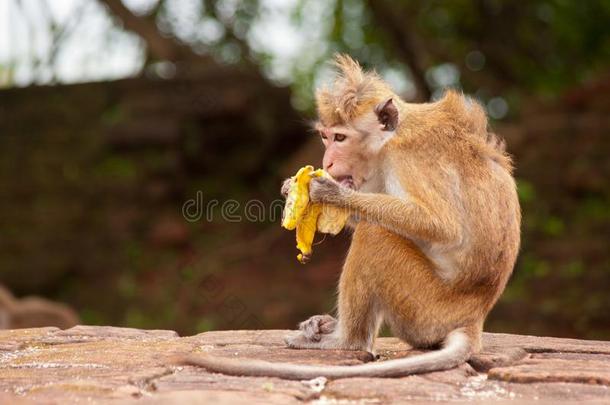 猴吃<strong>香蕉</strong>