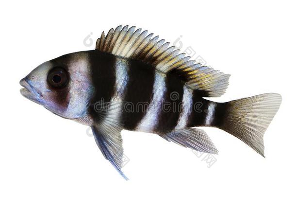 驼峰棘鳍类热带淡水鱼Cyphotilapia弗洛索萨水族馆鱼