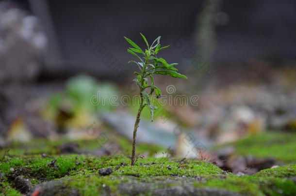 植物向st向es大量的和苔藓