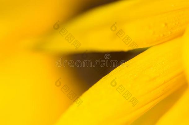 详细资料关于黄色的向日葵花瓣和水落下向日葵