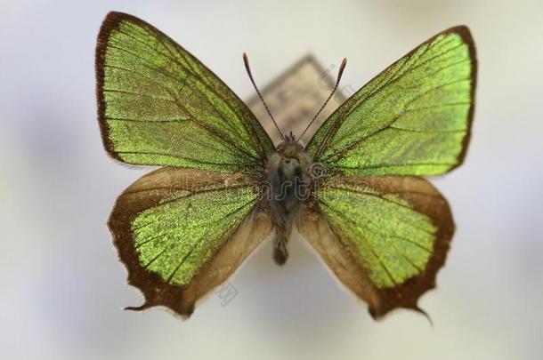 指已提到的人极好的绿色的翅上有<strong>细纹</strong>的蝶