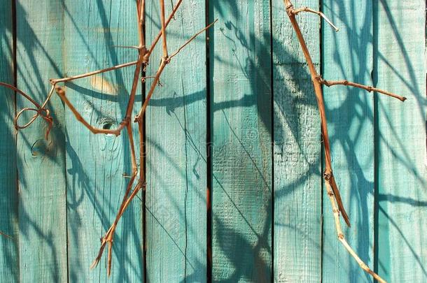 木制的蓝色描画的栅栏和干的干燥的树枝和阴影同样地木材