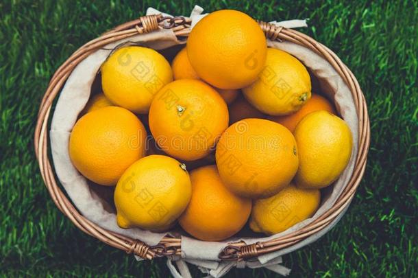 柑橘属果树成果采用篮.橙和<strong>柠檬</strong>.