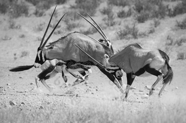 组关于羚羊战斗为优势采用指已提到的人热的喀拉哈里沙漠太阳艺术家