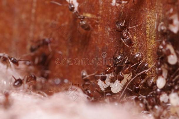 人群关于木材蚂蚁,和高的放大,运送的他们的卵