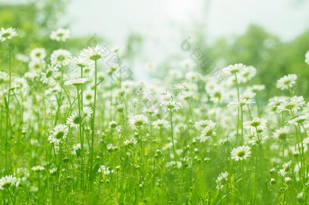 <strong>甘菊花</strong>田阳光.夏雏菊.<strong>美丽</strong>的scenario电影脚本