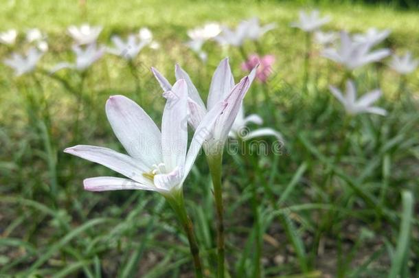 我的花