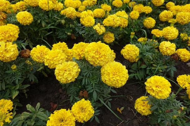 明亮的黄色的小花头关于万寿菊采用夏