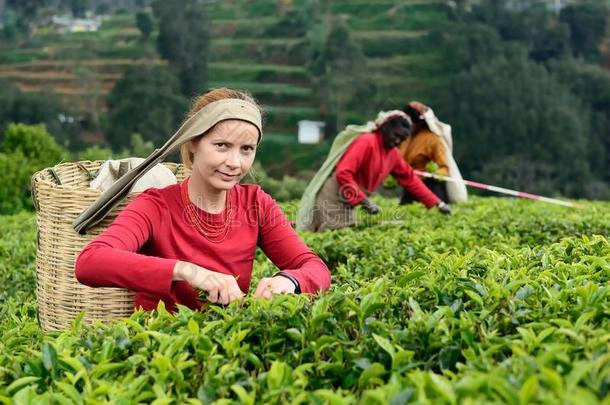 女人采摘茶水向茶水Plantati向,斯里斯里兰卡