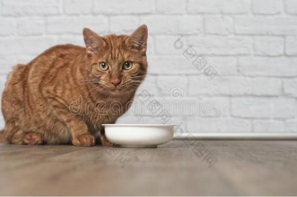 姜猫一次大约一碗关于食物