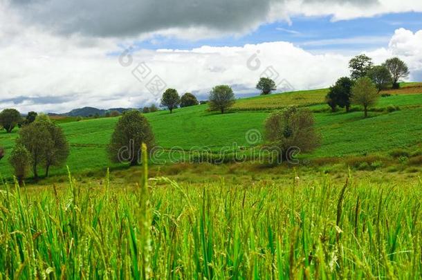 稻田和指已提到的人绿色的小山