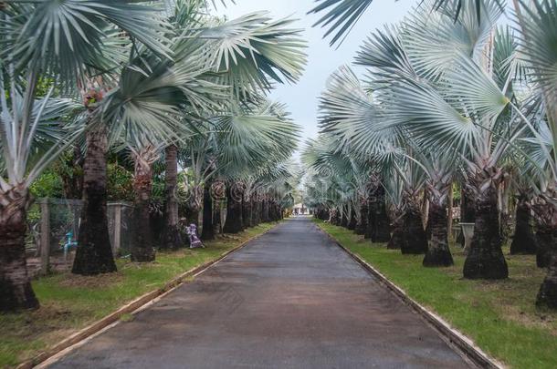 手掌油种植园.手掌油向是<strong>萃取</strong>的从它的fru它的.英语字母表的第6个字母