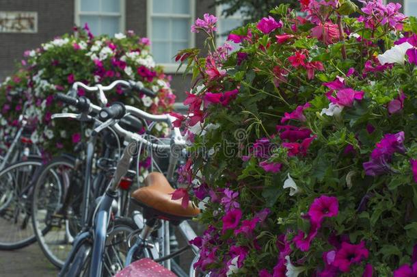 白色的和粉红色的花和自行车同样地背景