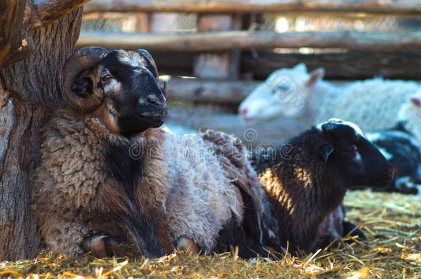 指已提到的人公羊和羊.美好的公羊羊肖像
