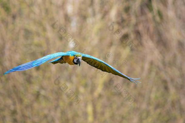 蓝色和金金刚鹦鹉飞行的.热带的鸟采用飞行.