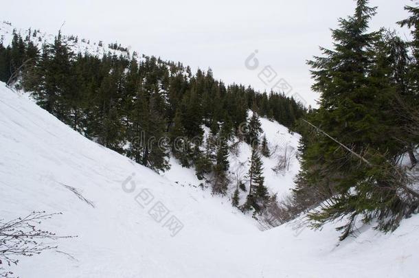 风景优美的路为全能滑雪板
