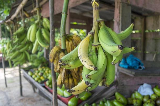绿色的香蕉-哥伦比亚