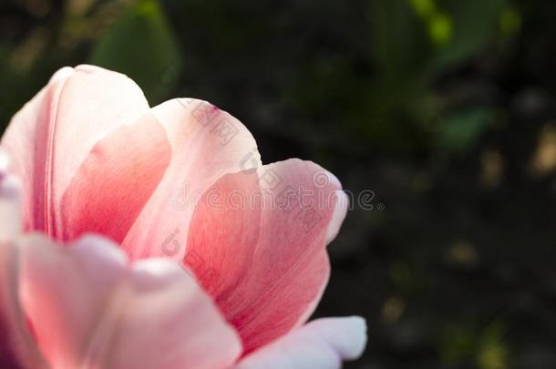 详述关于粉红色的郁金香花瓣采用花园