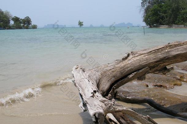 海景画从甲米泰国海滩和死去的木材