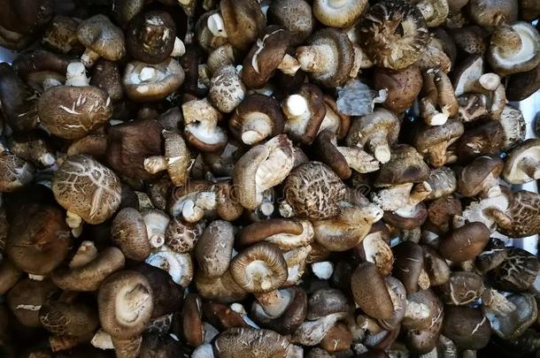 新鲜的香菇蘑菇兰迪努拉edodes,新鲜的香菇糊状的