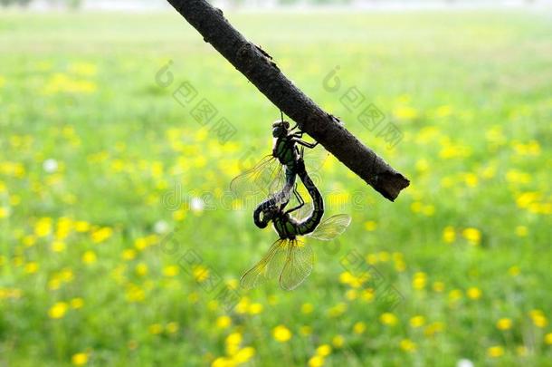 春季主题和指已提到的人芳香关于蒲公英.蜻蜓是机敏的策略