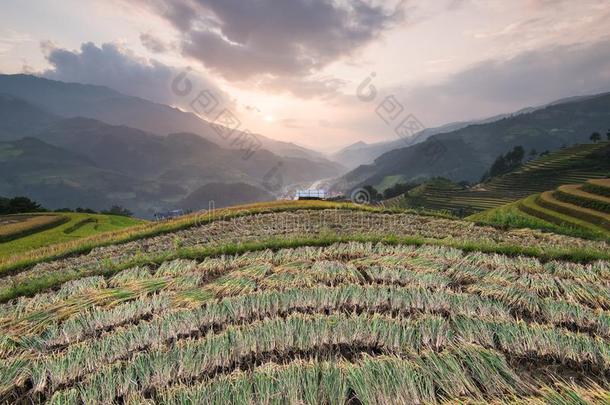 美丽的风景稻田向台地的关于希腊字母第12字枷茶