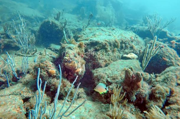 鱼游泳经过珊瑚从落下鲳参鱼海滩