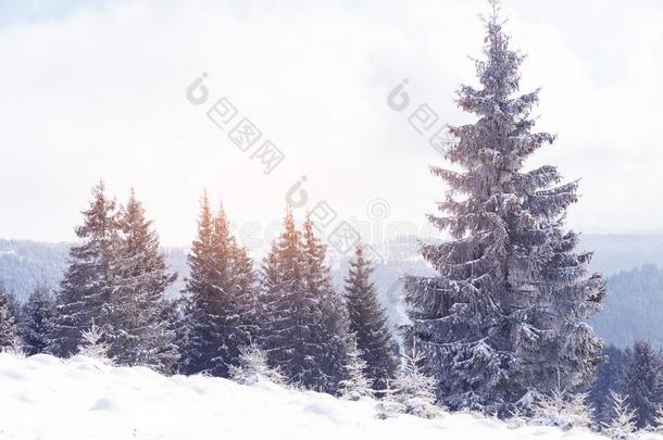 冬仙境雪向冷杉树