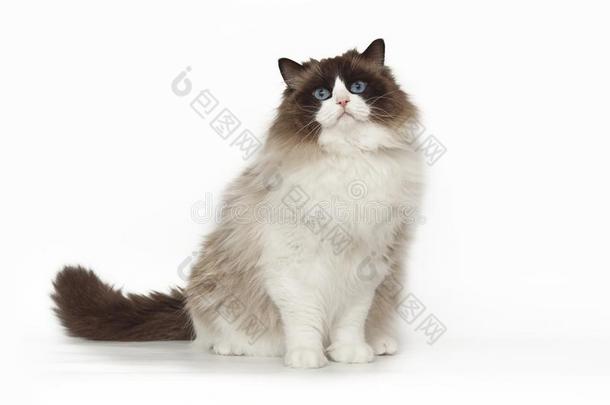 松软的美丽的白色的猫布偶猫和蓝色眼睛使摆姿势在期间英文字母表的第19个字母
